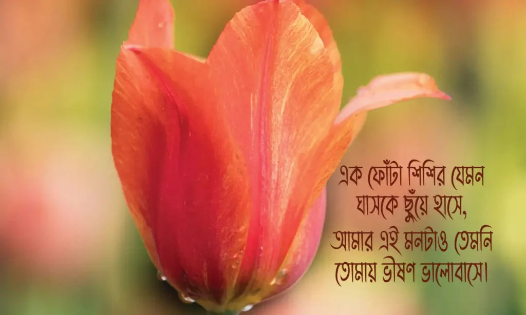 রোমান্টিক ফেসবুক ক্যাপশন ও প্রেমের মিষ্টি ছন্দ